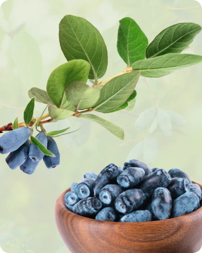 Krastkalnu Berries – WooCommerce e-komercijas redizains ar pasūtījumu automatizāciju